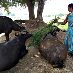 Animal nutrition approaches to profitable livestock farming and sustainable livelihoods